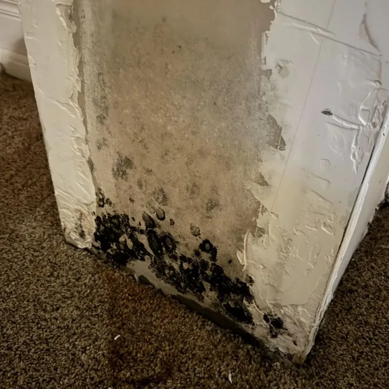 Professional Mold Removal in Emporia, KS